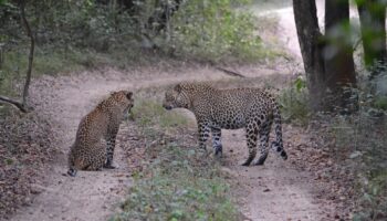 leopard-4752120_1920