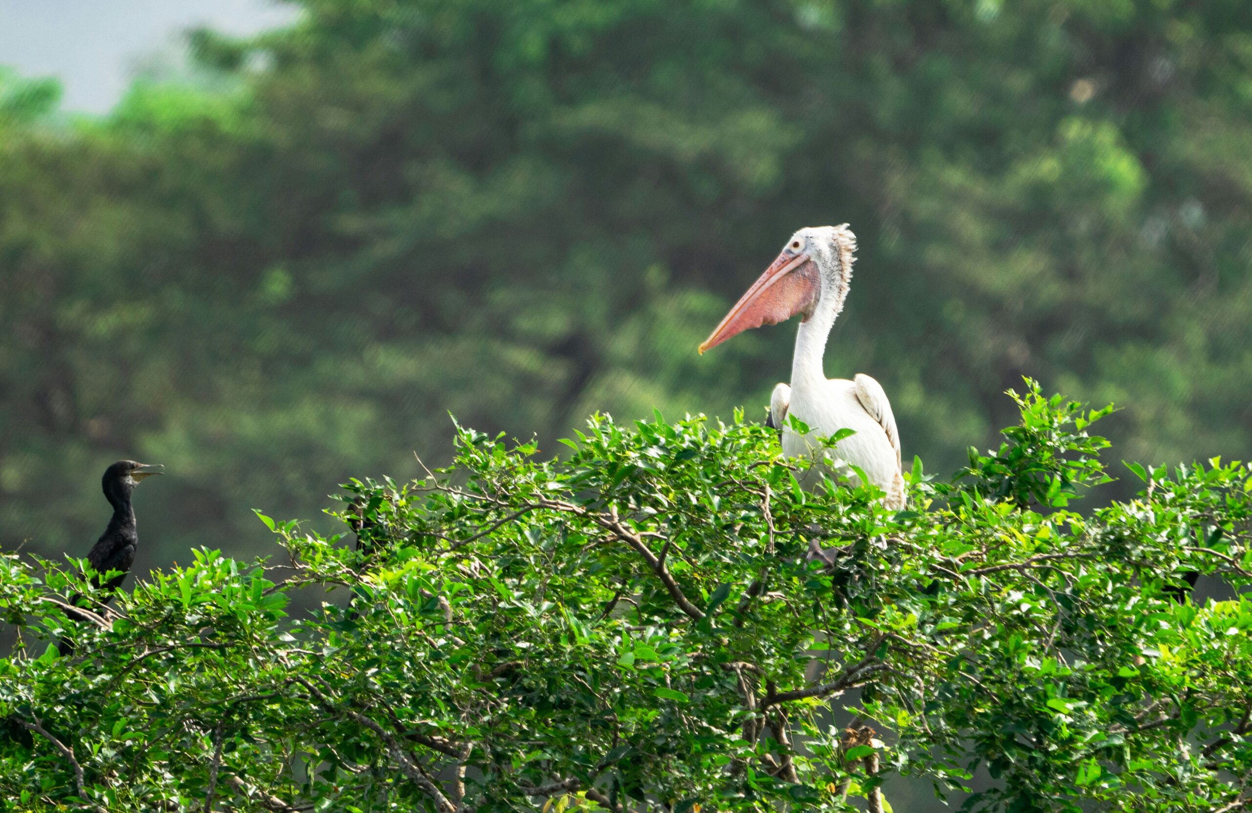 mosharraf-hossain-m3dana7PJX4-unsplash