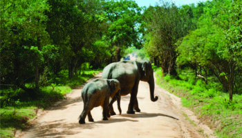 Kotiya Safari Tours FAQ