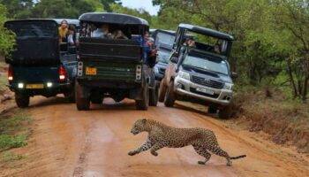 leopard-sighting-yala.jpg